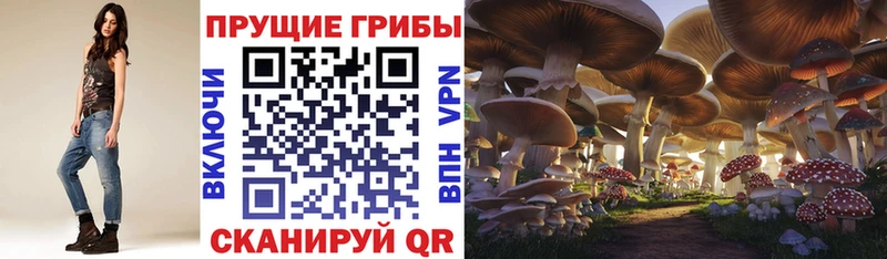 мега ТОР  Северобайкальск  Галлюциногенные грибы Psilocybe 